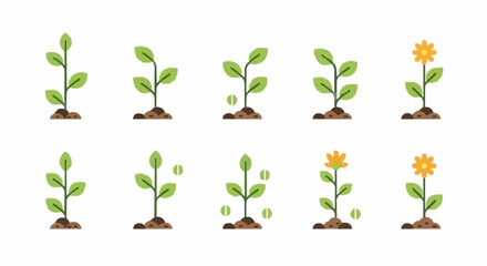 Growing plants timeline showcases growth from seed to flower bloom