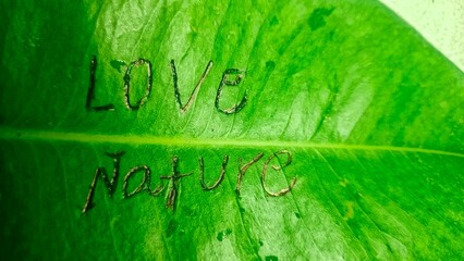 vibrant green leaf held in a hand, with the words "LOVE NATURE"