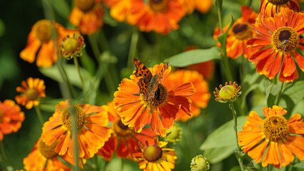 Macro image of a Comma Butterfly perched on a Sneezeweed flower, Derbyshire England
