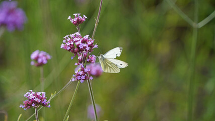 Macro image of a Green-veined White butterfly perched on Purple Top Vervain,  Derbyshire England
