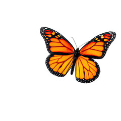 Fototapeta premium Monarch butterfly, vibrant orange wings