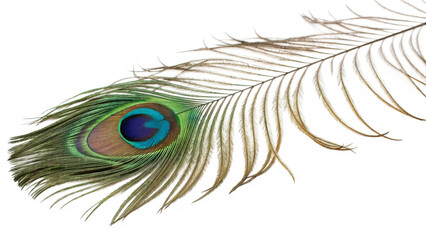 Obraz premium peacock feather on white background