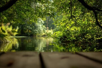 Obraz premium Serene forest lake view from wooden deck