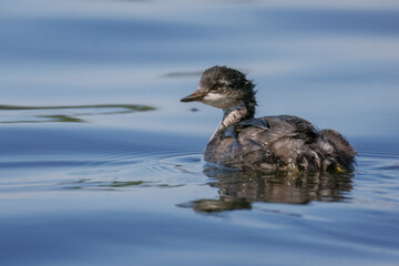 A close-up of a young Black-necked Grebe swimming in calm water on a sunny summer evening.	