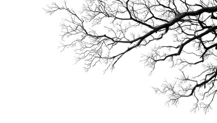 Close-up of frosted tree branches against black