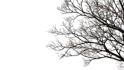 Obraz premium Frozen tree branch with glittering ice crystals