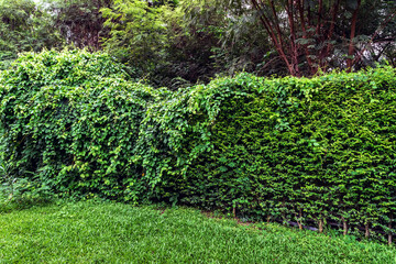 Green wall or plant fence for backdrop and texture. Green wall or hedgerow for background. Ligustrum Ovalifolium hedge. Natural wall by Ficus altissima tree. Beautiful exterior decoration in garden.