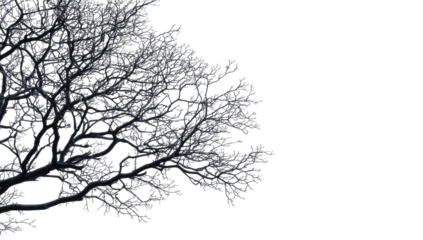 Frozen tree branch detail, dark background