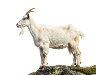 Obraz premium White Domestic Goat Standing on Rocky Hilltop, Side View, Isolated PNG