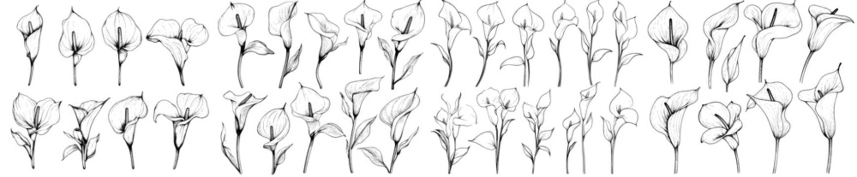 A hand drawn sketch of calla lilies in a doodle style illustration is presented