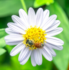Insects macro taken is on the white flowers