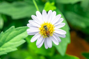 Insects macro taken is on the white flowers