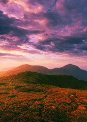 blooming red pink rhododendrons flowers in the mountains, Carpathian mountains, border Ukraine -...