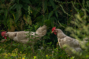Hens in green grass in hot sunny summer day