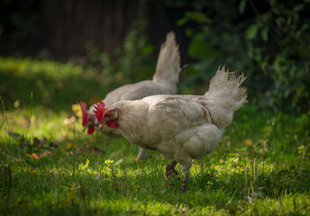 Hens in green grass in hot sunny summer day