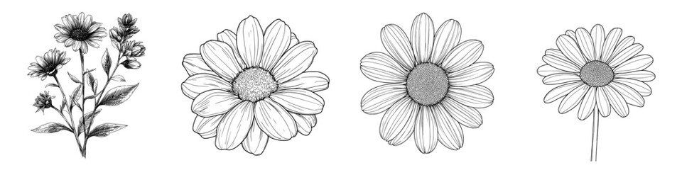 Fototapeta premium Modern hand drawn engraved illustration of a Daisy flower line art drawing, also known as Wild Chamomile, in black ink, suitable for various uses