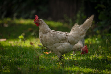 Hens in green grass in hot sunny summer day