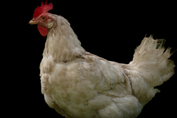 Hen isolated in green grass in hot sunny summer day