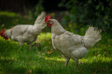 Hens in green grass in hot sunny summer day