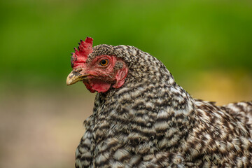 Hens in green grass in hot sunny summer day