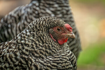 Hens in green grass in hot sunny summer day