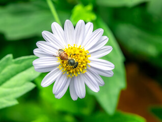 Insects macro taken is on the white flowers