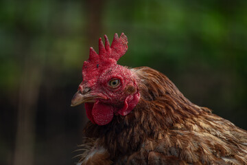 Hens in green grass in hot sunny summer day