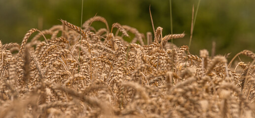 Summer dry ripened grain in cloudy day in fields