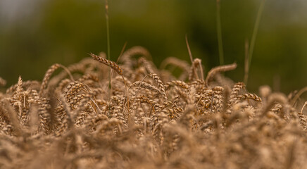 Summer dry ripened grain in cloudy day in fields