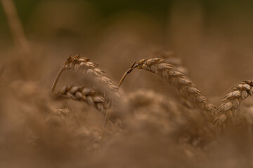 Summer dry ripened grain in cloudy day in fields