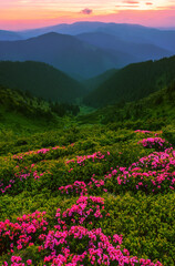 blooming red pink rhododendrons flowers in the mountains, Carpathian mountains, border Ukraine - Romania,  Transcarpathian, near Rahiv,  Europe....exclusive - yjis image is sell only on Adobe stock
