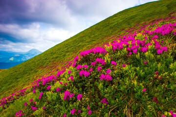 Obraz premium blooming red pink rhododendrons flowers in the mountains, Carpathian mountains, border Ukraine - Romania, Transcarpathian, near Rahiv, Europe....exclusive - this image is sell only on Adobe stock