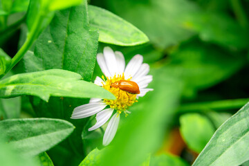 Insects macro taken is on the white flowers