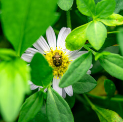 Insects macro taken is on the white flowers