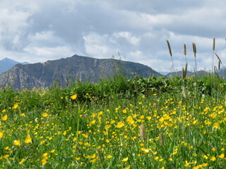 Sommerliche Bergblicke