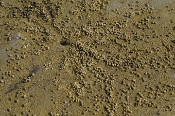 Crab small sand pile on the beach