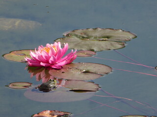 Seerose mit Teichfrosch auf einem Blatt