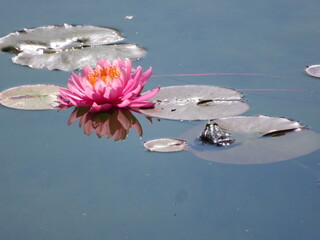 Seerose mit Teichfrosch auf einem Blatt