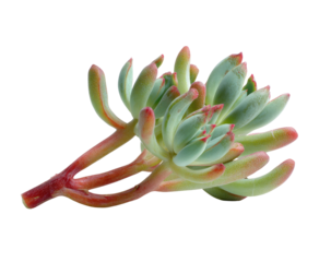 Close-up of a succulent plant with light teal leaves and reddish stems