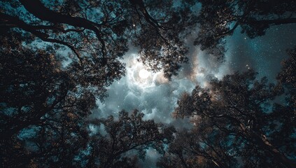 Fototapeta premium Starry Night View Through Tree Branches