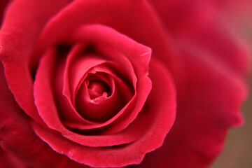 The bud of a beautiful red rose taken in close-up
