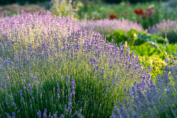 Blooming aroma lavender bushes in the garden or a park during the sunset golden hour. Summer aromatic herbs and gardening as a hobby. 