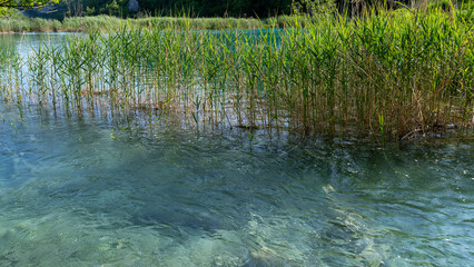Reeds in the water of a lake