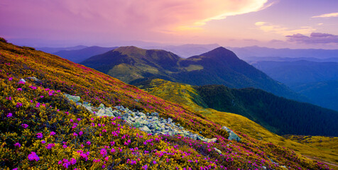 blooming red pink rhododendrons flowers in the mountains, Carpathian mountains, border Ukraine -...