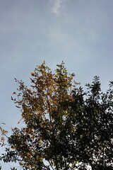 trees and sky