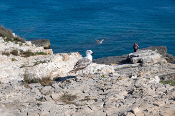 Fototapeta premium A seagull sits on a rock with sea and blue sky