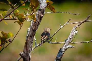 yellow billed hornbill