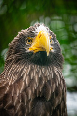 portrait of a golden eagle