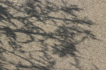 Shadows of plants falling on the sidewalk.