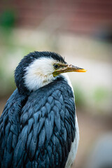 great blue heron ardea cinerea